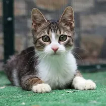 CAT category