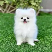 DOG category